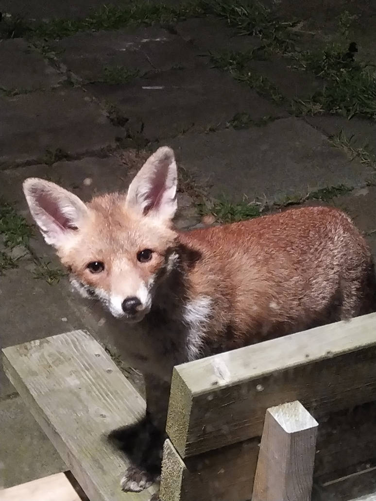 Garden fox getting closer by knlmitchell on DeviantArt