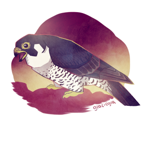 Peregrine falcon