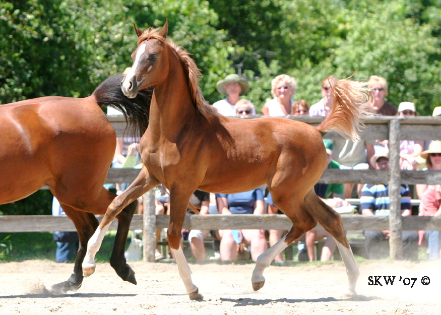 Cheval Alezan 1