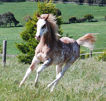 Cheval Alezan Sabino 4