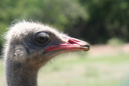 Ostrich