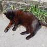 Joe, Sunbathing Cat