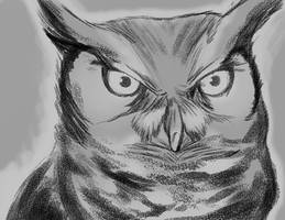 Owl Sketch