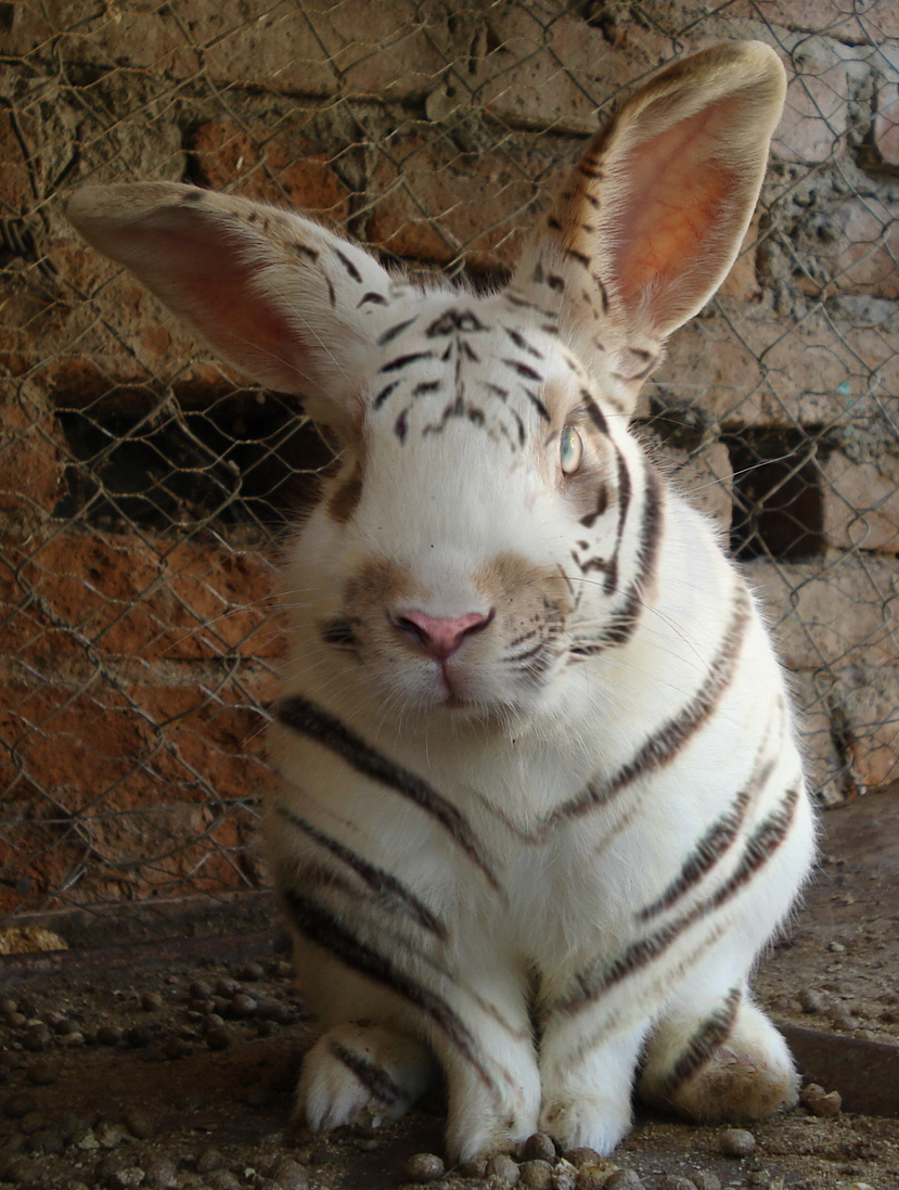 Tiger Rabbit by bobbyboggs182 on DeviantArt
