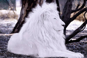 White Lion