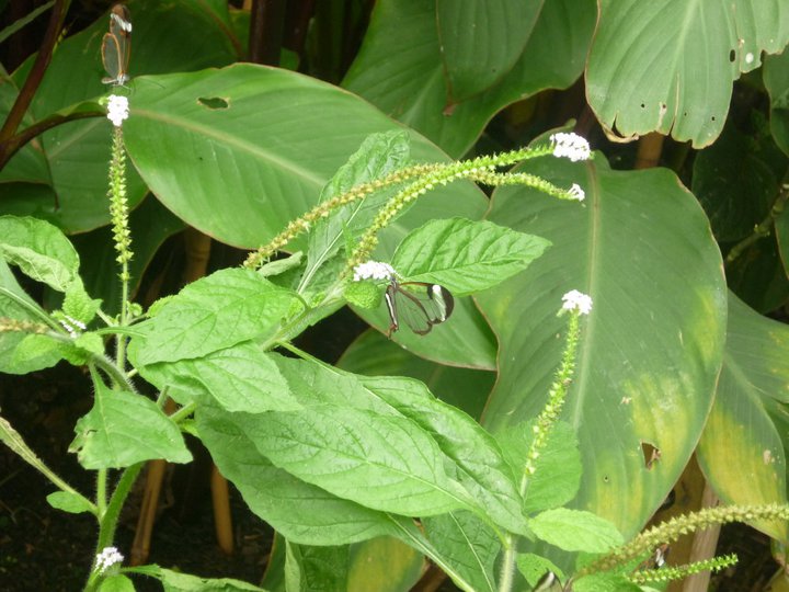 Glassy butterfly