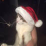 Tom in Santa Hat