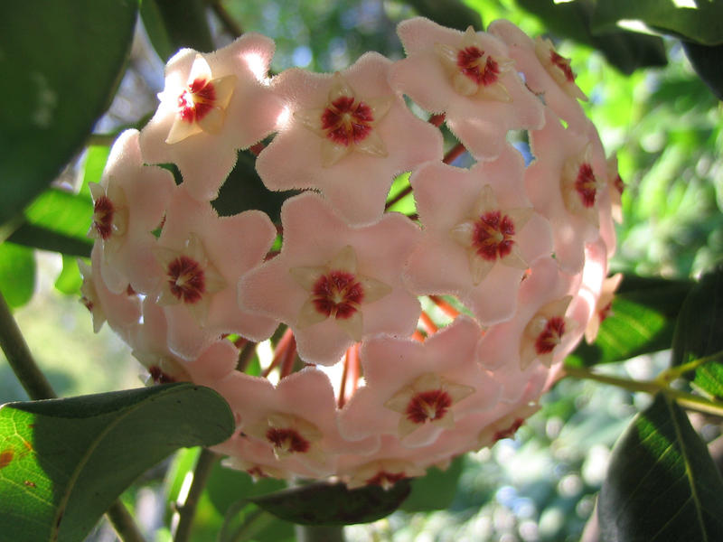 Hoya Carnosa