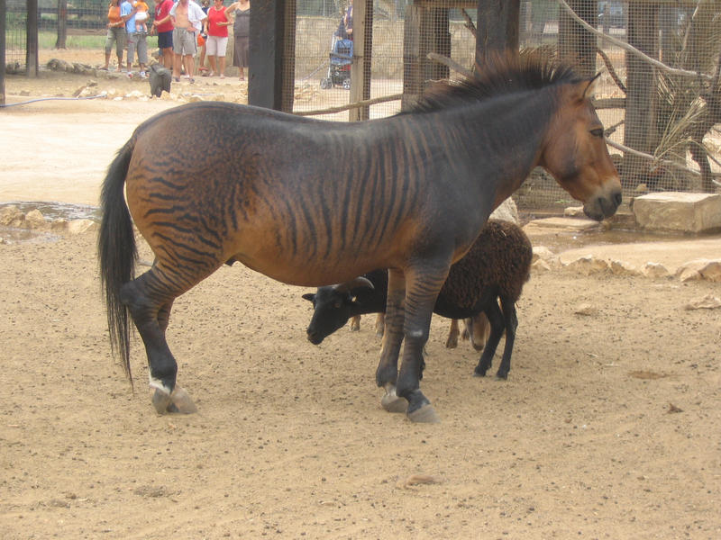 Zorse 1 by purple-whirlpool on DeviantArt