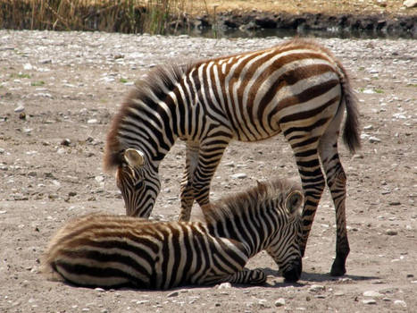 Zebra foals