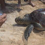 green sea turtle 2