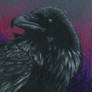 ACEO crow