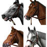 Head shots of horses -Group 18
