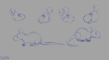 rat study