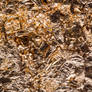 Texture  - Gold Leaf