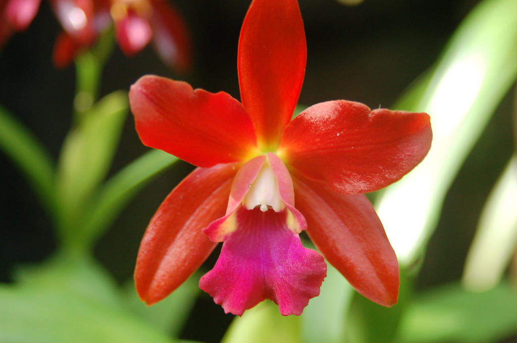 Cattleya