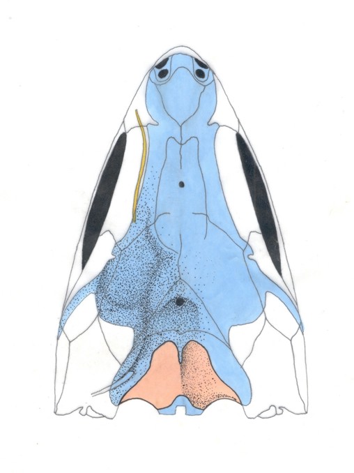 Paraleiosteus diensti 2