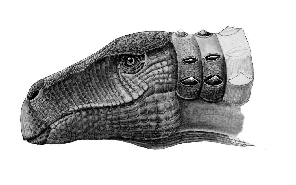 Struthiosaurus transylvannicus