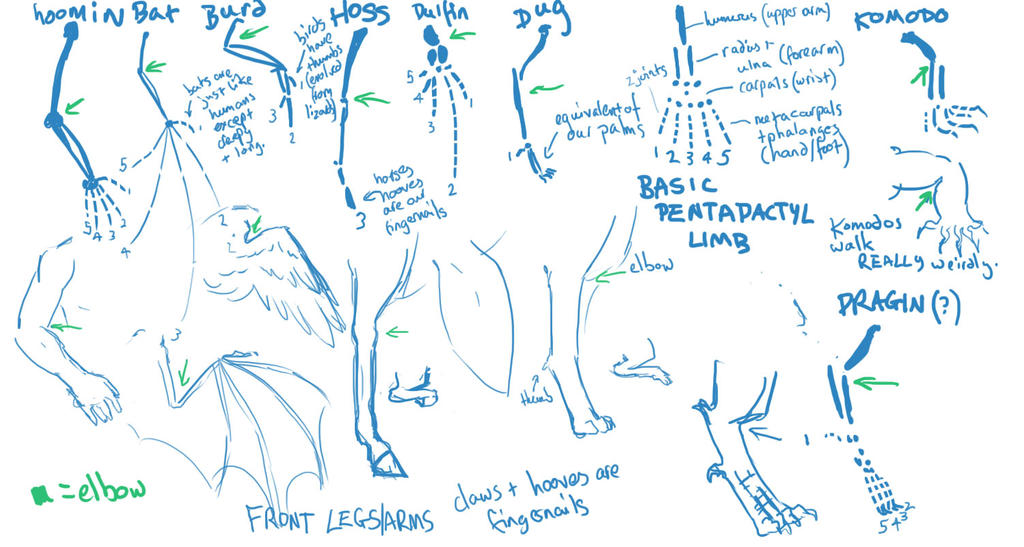 the pentadactyl limb