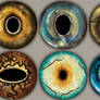 Animal Eyes 1