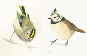 Small Birds