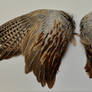 Pheasant Wing Anatomy Video