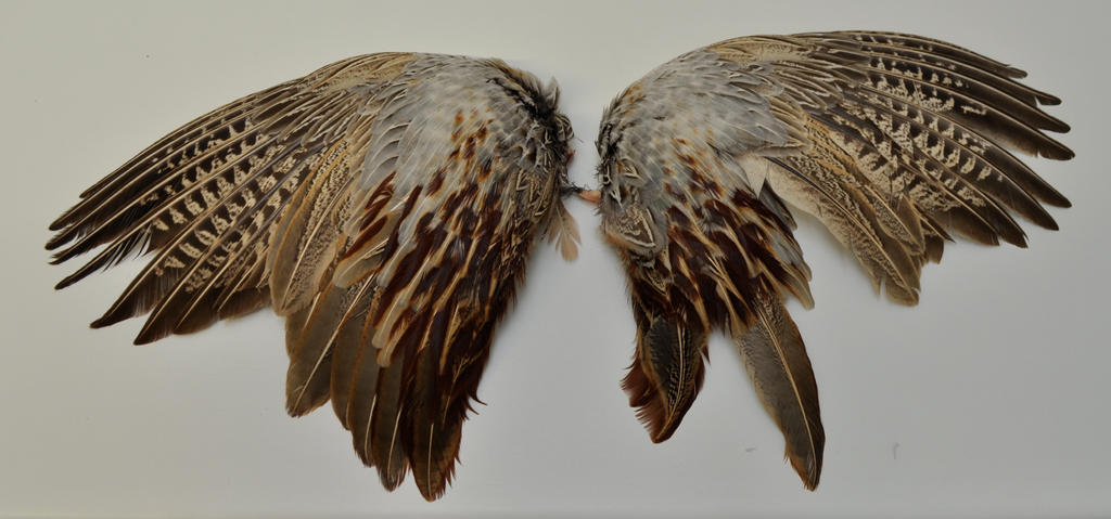 Pheasant Wing Pattern Pheasant Wing Anatomy Video by Magweno on DeviantArt