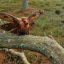 Emperor Moth Griffon