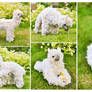 Flowery Alpaca