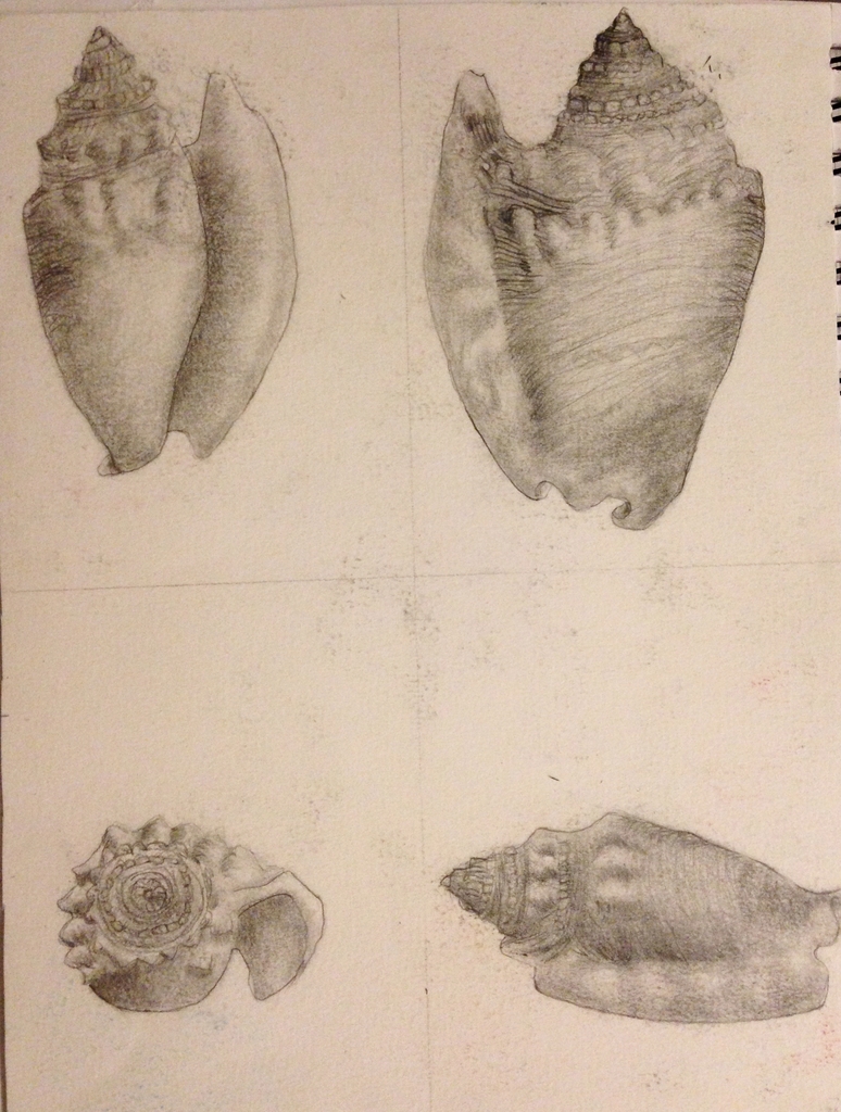 College Drawing I class: Sea Shells 1