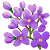 lilacfl