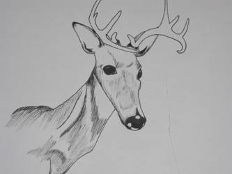 deer