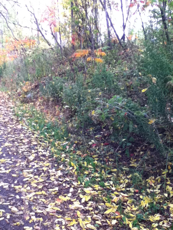 Bruce Trail in the fall time.