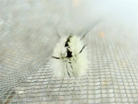 Caterpillar