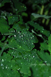 rain drops