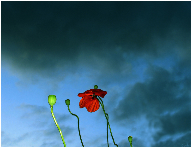 Poppies in the rain