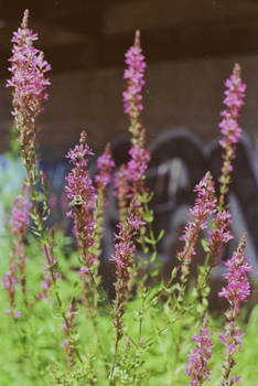 newPlace.newName,x10_Fireweed