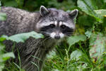 Raccoon by nigel3