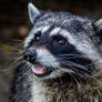 Raccoon 2
