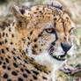 Cheetah Sneer