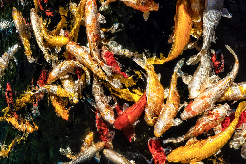 Fish Splash by nigel3 on DeviantArt