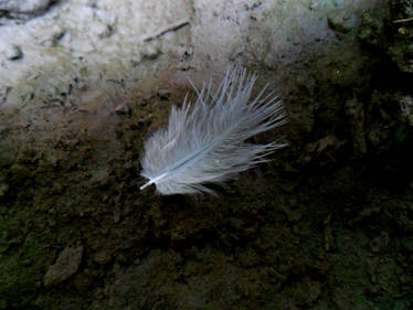 Feather