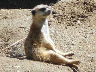 SILLY MEERKAT