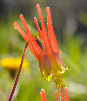 The flowers are awakening!