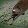 A Bashful Deer