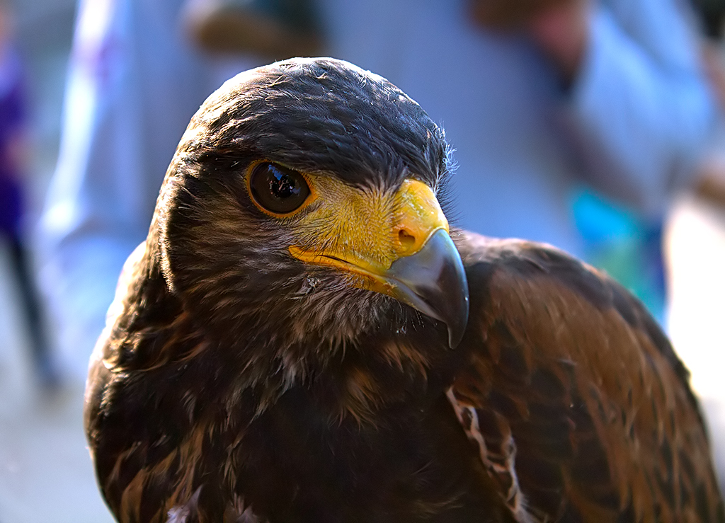 Harris Hawk