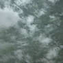 Storm Tree