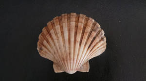 Seashell Stock#1 by Seykloren