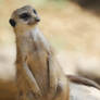 Meerkat