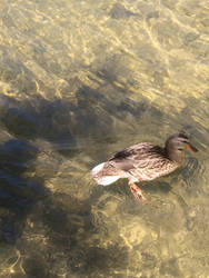 Ducks are too friggin cute